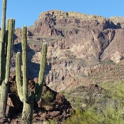 Organ Pipe Cactus NM 06